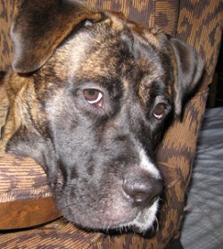Bruiser_90_thumb