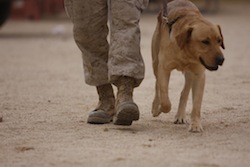 Dogs_and_Vets_Thumbnail2