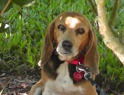 beagle Tessa crop